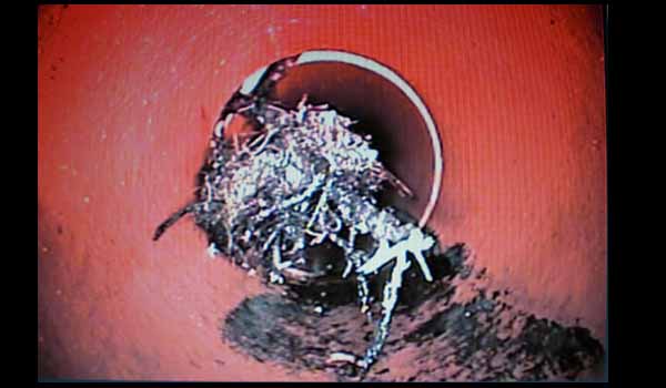Video Drain Inspection